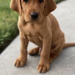 Goldendoodle, Labradoodle, Labrador Retriever, and Poodle Puppies from Katie K9
