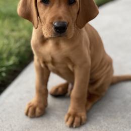 Goldendoodle, Labradoodle, Labrador Retriever, and Poodle Puppies from Katie K9