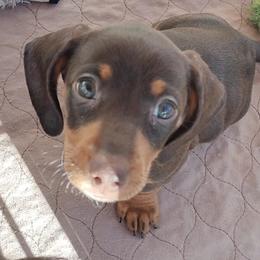 Dachshund Puppies from Wilson's Kennels