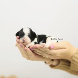 Willie (Brown Collar Boy) - Black and white male Cavapoo puppy in Republic, Missouri from Red Skye Puppies