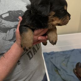 Rottweiler Puppies from Von Locher Rotties