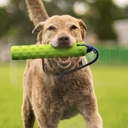 Chesapeake Bay Retrievers from Wildhorse Kennel