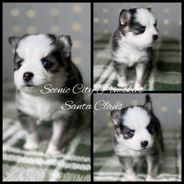 Santa Claus - Gray and white male Pomsky puppy in Rossville, Georgia from Scenic City Pomskies