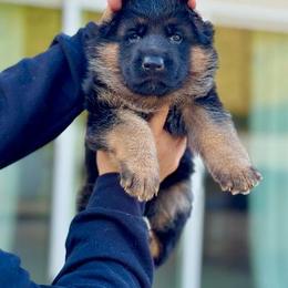 German Shepherd Puppies from Von Legends Burg