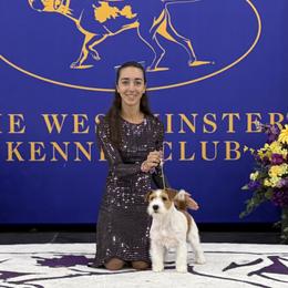 Chinese Cresteds and Russell Terriers from Jumping Jacks Russells