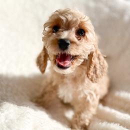 Dexter - Buff and white Cockapoo puppy in La Grange, Kentucky from Bluegrass Doodle Buddies
