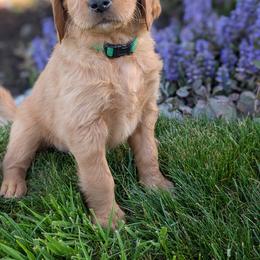 Golden Retriever Puppies from Chrysus Spirit Goldens