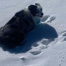 Miniature American Shepherd Puppies from HeartSong Australian Shepherds
