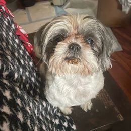 Shih Tzus and Shorkies from Joann's Pups