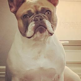 Bulldogs and French Bulldogs from JuneBug Bullies