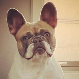 Bulldogs and French Bulldogs from JuneBug Bullies