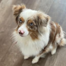 Miniature Australian Shepherds from Brijet Knipp