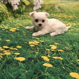 Olivia - White female Maltese puppy in North Myrtle Beach, South Carolina from Perfect Puppies