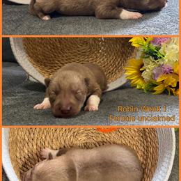 Robin - Red and white female Siberian Husky puppy in Canton, Ohio from Bleu Skies Siberian Huskies
