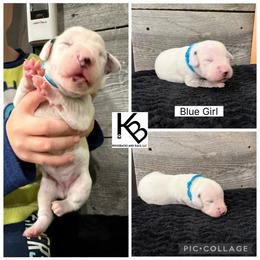 Girl 6 - White and black female Dalmatian puppy in Colome, South Dakota from KB Ridgebacks and Dals, LLC