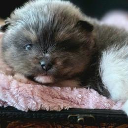 AKC Sapphire Blue tri-color parti - Blue parti female Pomeranian puppy in Gloversville, New York from ADKPOM Adirondack Pomeranians