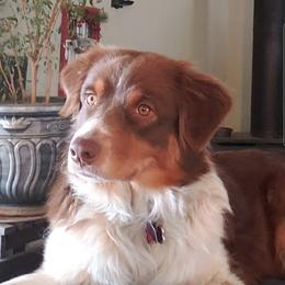 Lucy - Australian Shepherd