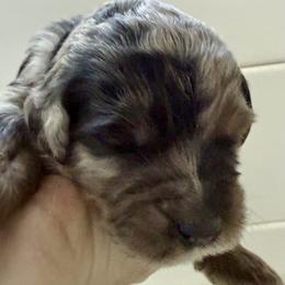 Bernedoodle, Bernese Mountain Dog, Cavalier King Charles Spaniel, Cavapoo, and Poodle Puppies from Ellas.Pups (Bernedoodles & Cavapoos)