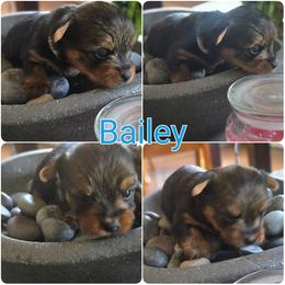 Yorkipoo and Yorkshire Terrier Puppies from Furrever Puppy Co.