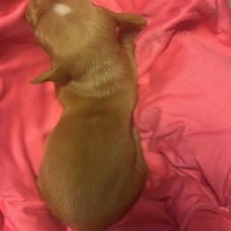 Dachshund Puppies from Dandelion Doxies
