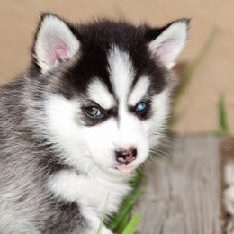Pomsky Puppies from Sunshine Pomsky