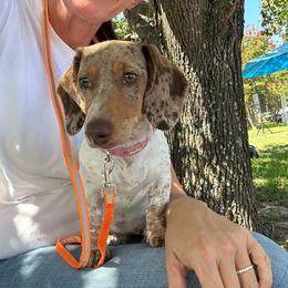 Honey Bee - Dapple female Dachshund puppy in Ben Wheeler, Texas from P&P Dachshunds