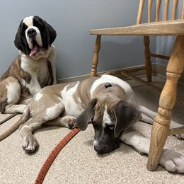 Great Dane and Saint Bernard Puppies from Steel City Saints and Danes