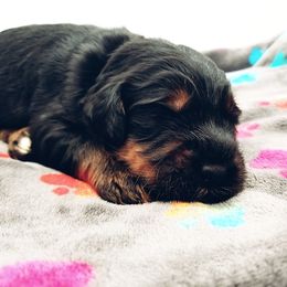 Bernedoodle Puppies from Rose River Farms