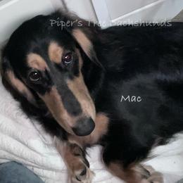 Big MAC - Black and cream male Dachshund puppy in Shelton, Connecticut from Piper’s Tree Dachshunds