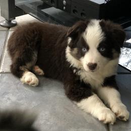 Miniature Australian Shepherd Puppies from Bear Pond Aussies
