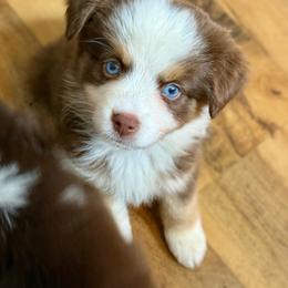 Evangeline - Red tri-color female Miniature American Shepherd puppy in Gatesville, Texas from Southern Promise Aussie’s