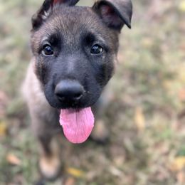 Flower - Sable female German Shepherd puppy in Flint, Texas from Sharock Shepherds
