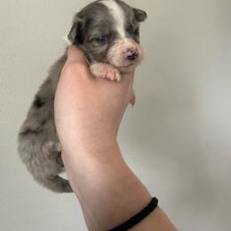 Whiskey - Blue merle female Australian Shepherd puppy in Weeki Wachee, Florida from Ace of Spades Australian Shepherds