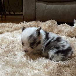 Justin-blue eyed - Blue merle male Miniature Australian Shepherd puppy in Signal Mountain, Tennessee from D & D Miniature and Toy Australian Sheppards