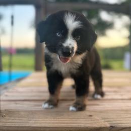 Zuma - Black tri male Miniature Australian Shepherd puppy in Doddridge, Arkansas from Huddleston Farm