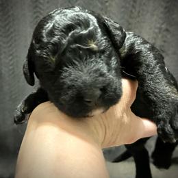 Boy 6 - Black and tan male Assorted Doodle Crosses puppy in Kansas City, Missouri from Beary GoldenDoodles