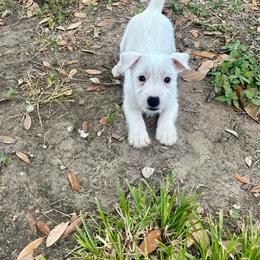 Female 5 - White female Jack Russell Terrier puppy in Bedias, Texas from JBar Jacks