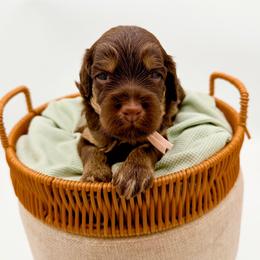Praline - Phantom female Goldendoodle puppy in North Carolina from Tuxedo Mountain Doodles