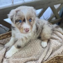 Boy 2: Hickory - Red merle male Australian Shepherd puppy in Volant, Pennsylvania from Addie's Aussies