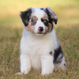 Banner - Blue merle female Miniature American Shepherd puppy in Palacios, Texas from Coastal’s Miniature American Shepherds