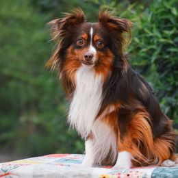 Aragorn - Toy Australian Shepherd
