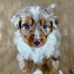 RMM6 - Red merle male Aussiedoodle puppy in Prague, Oklahoma from Classic K9’s  Aussies & Doodles