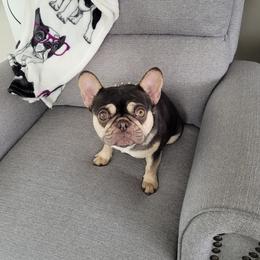Jewels - French Bulldog