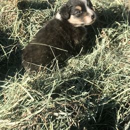 Australian Shepherd Puppies from Wild Souls Australian Shepherds