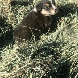 Australian Shepherd Puppies from Wild Souls Australian Shepherds