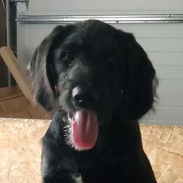 Labradoodles from Alderson Kennels