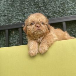 Girl 1 Diva - Red female Shih Tzu puppy in Troy, Michigan from "Shihtzu Best Friend"