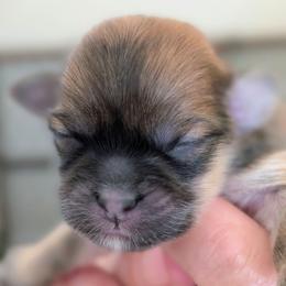 Heidi - Brindle female Lhasa Apso puppy in Fort Worth, Texas from Cynthia's Lhasa Apsos