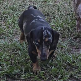 Skylar - Dachshund