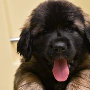Leonbergers from Dunderave Kennel